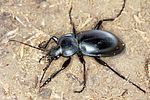 carabus-glabratus2-foto-koehler