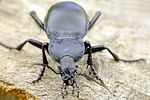 carabus-glabratus2-foto-krejcik