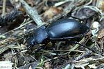 carabus-glabratus2-foto-weidlich