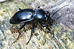 carabus-glabratus3-foto-dvorak