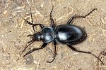 carabus-glabratus3-foto-koehler