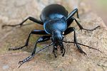 carabus-glabratus3-foto-swadzba