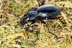 carabus-glabratus4-foto-koehler