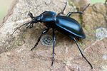 carabus-glabratus4-foto-swadzba