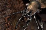 carabus-granulatus-detail-foto-kammel