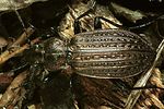 carabus-granulatus-female-foto-polacek