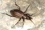 carabus-granulatus-foto-altmann