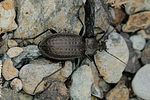 carabus-granulatus-foto-dinicola