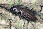 carabus-granulatus-foto-faasen