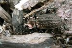 carabus-granulatus-foto-hellingman