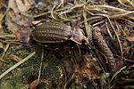 carabus-granulatus-foto-koehler