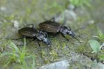 carabus-granulatus-foto-leo