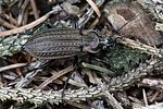 carabus-granulatus-foto-rydzi