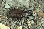carabus-granulatus-foto-weidlich