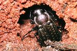 carabus-granulatus-overwintering-foto-dorow