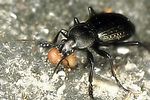 carabus-granulatus-prey2-foto-kozlowski