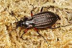 carabus-granulatus-redleg-foto-altmann