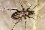 carabus-granulatus-redleg2-foto-altmann
