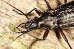 carabus-granulatus-redleg3-foto-altmann
