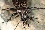 carabus-granulatus2-foto-altmann