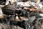 carabus-granulatus2-foto-hellingman
