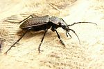 carabus-granulatus2-foto-holmes