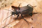 carabus-granulatus2-foto-koehler