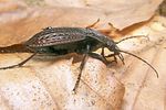carabus-granulatus3-foto-koehler