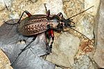 carabus-granulatus4-foto-koehler
