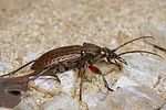 carabus-granulatus5-foto-koehler