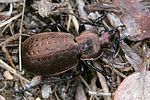 carabus-heteromorphus-foto-franzini