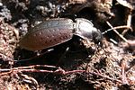 carabus-heteromorphus2-foto-franzini