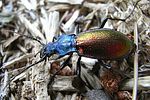 carabus-hispanus-foto-baeuerle