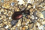 carabus-hispanus-foto-wernerrose