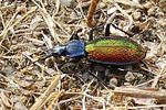carabus-hispanus-hispanus-foto-gillett