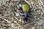 carabus-hispanus-hispanus3-foto-gillett