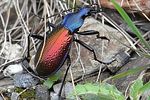 carabus-hispanus2-foto-baeuerle