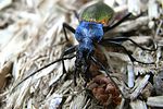 carabus-hispanus3-foto-baeuerle