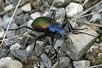 carabus-hispanus4-foto-baeuerle