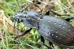 carabus-hortensis-detail-foto-krejcik