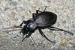 carabus-hortensis-foto-brueckner