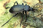 carabus-hortensis-foto-dvorak