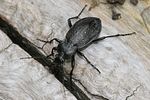 carabus-hortensis-foto-hense