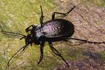 carabus-hortensis-foto-koehler