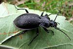 carabus-hortensis-foto-rydzi