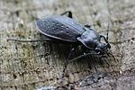 carabus-hortensis2-foto-hense