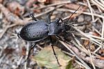 carabus-hortensis2-foto-rydzi