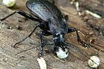 carabus-hortensis2-foto-weidlich