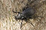 carabus-hortensis3-foto-hense