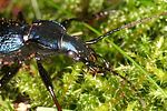 carabus-intricatus-detail-foto-altmann